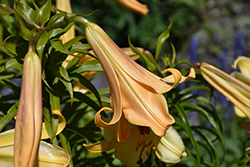 African Queen Lily (Lilium 'African Queen') at Canadale Nurseries