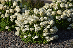 Bobo Hydrangea (Hydrangea paniculata 'ILVOBO') at Canadale Nurseries
