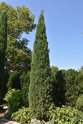 Taylor Redcedar (Juniperus virginiana 'Taylor') at Canadale Nurseries