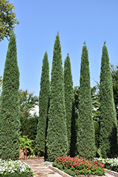 Taylor Redcedar (Juniperus virginiana 'Taylor') at Canadale Nurseries