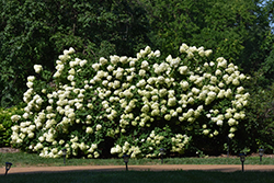 Limelight Hydrangea (Hydrangea paniculata 'Limelight') at Canadale Nurseries