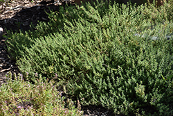 Common Thyme (Thymus vulgaris) at Canadale Nurseries