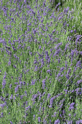 Ellagance Purple Lavender (Lavandula angustifolia 'Ellagance Purple') at Canadale Nurseries
