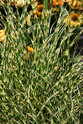 Bandwidth Maiden Grass (Miscanthus sinensis 'NCMS2B') at Canadale Nurseries