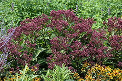 Euphoria Ruby Joe Pye Weed (Eupatorium purpureum 'FLOREUPRE1') at Canadale Nurseries