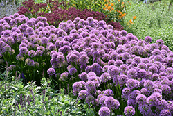 Millenium Ornamental Onion (Allium 'Millenium') at Canadale Nurseries