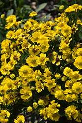 Salud Yellow Sneezeweed (Helenium autumnale 'Balsalulow') at Canadale Nurseries
