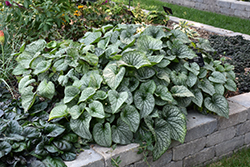 Alexander's Great Bugloss (Brunnera macrophylla 'Alexander's Great') at Canadale Nurseries