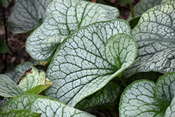 Alexander's Great Bugloss (Brunnera macrophylla 'Alexander's Great') at Canadale Nurseries