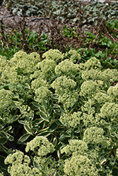Frosted Fire Stonecrop (Sedum 'Frosted Fire') at Canadale Nurseries