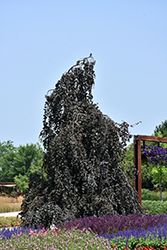 Purple Fountain Beech (Fagus sylvatica 'Purple Fountain') at Canadale Nurseries