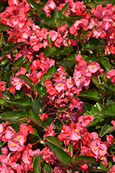 Whopper Rose Green Leaf Begonia (Begonia 'Whopper Rose Green Leaf') at Canadale Nurseries