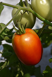 Roma Tomato (Solanum lycopersicum 'Roma') at Canadale Nurseries