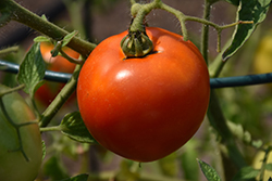 Better Boy Tomato (Solanum lycopersicum 'Better Boy') at Canadale Nurseries