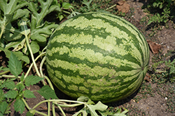 Watermelon (Citrullus lanatus) at Canadale Nurseries