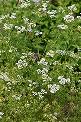 Santo Cilantro (Coriandrum sativum 'Santo') at Canadale Nurseries