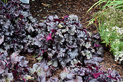 Black Pearl Coral Bells (Heuchera 'Black Pearl') at Canadale Nurseries