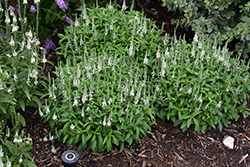 White Wands Speedwell (Veronica 'White Wands') at Canadale Nurseries