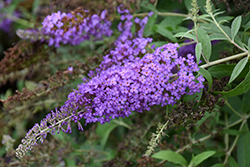 Monarch Blue Knight Butterfly Bush (Buddleia 'Blue Knight') at Canadale Nurseries