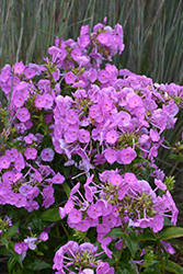 Fashionably Early Flamingo Garden Phlox (Phlox 'Fashionably Early Flamingo') at Canadale Nurseries