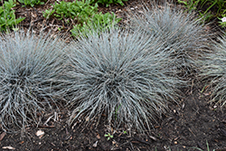 Blue Whiskers Blue Fescue (Festuca glauca 'Blue Whiskers') at Canadale Nurseries