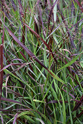 Cheyenne Sky Switch Grass (Panicum virgatum 'Cheyenne Sky') at Canadale Nurseries