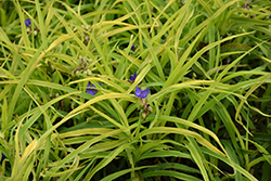 Charlotte's Web Spiderwort (Tradescantia x andersoniana 'Charlotte's Web') at Canadale Nurseries