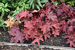 Fun and Games Red Rover Foamy Bells (Heucherella 'Red Rover') at Canadale Nurseries