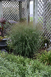 Prairie Winds Apache Rose Switch Grass (Panicum virgatum 'Apache Rose') at Canadale Nurseries