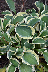 Mighty Mouse Hosta (Hosta 'Mighty Mouse') at Canadale Nurseries