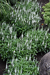 White Wands Speedwell (Veronica 'White Wands') at Canadale Nurseries