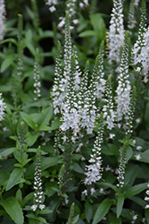 White Wands Speedwell (Veronica 'White Wands') at Canadale Nurseries