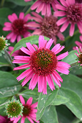 Delicious Candy Coneflower (Echinacea 'Delicious Candy') at Canadale Nurseries