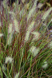 Burgundy Bunny Dwarf Fountain Grass (Pennisetum alopecuroides 'Burgundy Bunny') at Canadale Nurseries