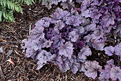 Pink Panther Coral Bells (Heuchera 'Pink Panther') at Canadale Nurseries