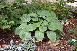 Humpback Whale Hosta (Hosta 'Humpback Whale') at Canadale Nurseries