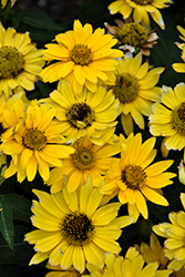 Tuscan Gold False Sunflower (Heliopsis helianthoides 'Inhelsodor') at Canadale Nurseries