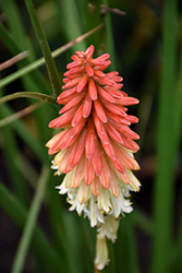 High Roller Torchlily (Kniphofia 'High Roller') at Canadale Nurseries