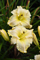 Marquee Moon Daylily (Hemerocallis 'Marquee Moon') at Canadale Nurseries