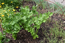 Celery (Apium graveolens) at Canadale Nurseries