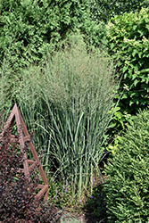 Prairie Winds Totem Pole Switch Grass (Panicum virgatum 'Totem Pole') at Canadale Nurseries