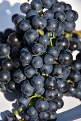 Baco Noir Grape (Vitis 'Baco Noir') at Canadale Nurseries