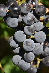 Fredonia Grape (Vitis labrusca 'Fredonia') at Canadale Nurseries