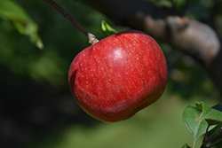 Wolf River Apple (Malus 'Wolf River') at Canadale Nurseries