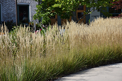 Karl Foerster Reed Grass (Calamagrostis x acutiflora 'Karl Foerster') at Canadale Nurseries