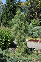 Angel Falls Weeping White Pine (Pinus strobus 'Angel Falls') at Canadale Nurseries