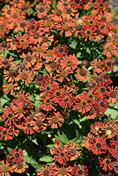 Mariachi Siesta Sneezeweed (Helenium autumnale 'Siesta') at Canadale Nurseries