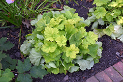 Northern Exposure Lime Coral Bells (Heuchera 'TNHEUNEL') at Canadale Nurseries