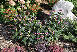 Tiny Tortuga Turtlehead (Chelone lyonii 'Tiny Tortuga') at Canadale Nurseries