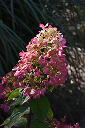 Diamond Rouge Hydrangea (Hydrangea paniculata 'Rendia') at Canadale Nurseries